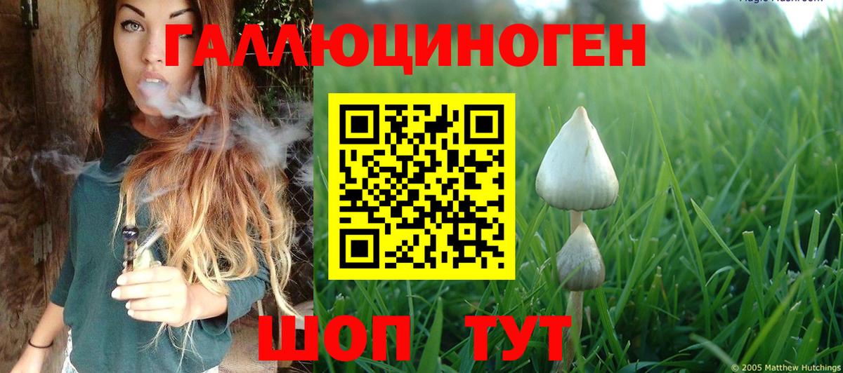 Георгиевск  Псилоцибиновые грибы Cubensis  Вход с VPN 